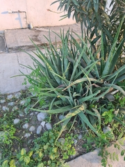 Agave xylonacantha