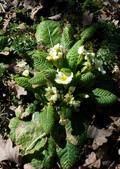 Primula vulgaris
