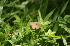 Cissia phronius