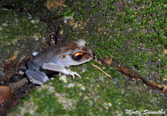 Leptobrachium hendricksoni