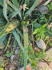 Agave xylonacantha