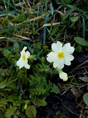 Primula vulgaris