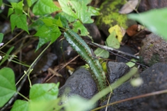Acanthocereus castellae