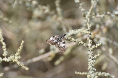 Chiomara georgina pelagica