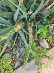 Agave xylonacantha