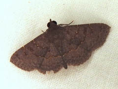 Antiblemma perva