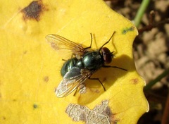 Pyrellia vivida