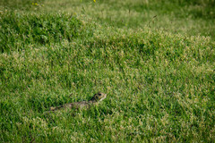 Spermophilus citellus