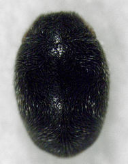 Diomus subclarus