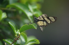 Methona themisto