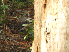 Callipepla douglasii