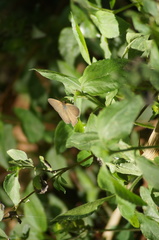 Cissia phronius