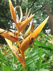 Leptoscelis tricolor