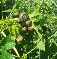 Cornu aspersum