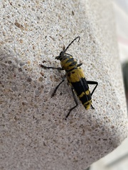 Megacyllene decora