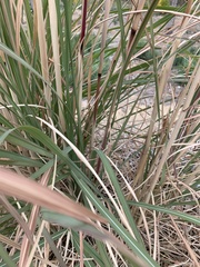 Poaceae