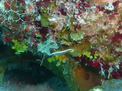 Lucayablennius zingaro