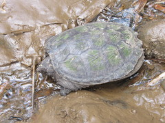 Chelydra acutirostris