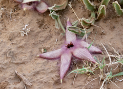 Stapelia