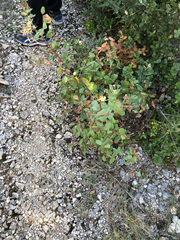 Pistacia terebinthus terebinthus