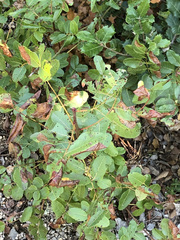 Pistacia terebinthus terebinthus