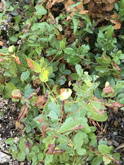 Pistacia terebinthus terebinthus