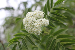 Sambucus australis