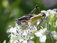 Phaedrotettix dumicola