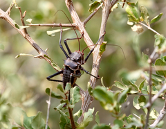 Acanthoplus discoidalis