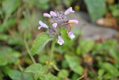 Clinopodium polycephalum