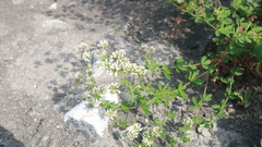Dorycnium