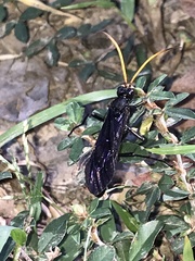 Gnamptopelta obsidianator