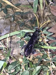 Gnamptopelta obsidianator