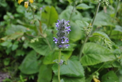 Nepeta laevigata