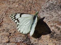 Tatochila xanthodice