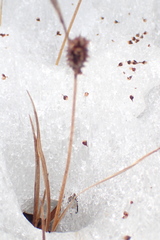 Carex stylosa