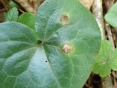 Puccinia asarina