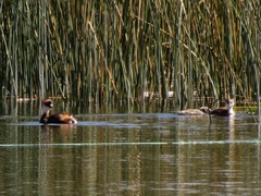 Rollandia microptera