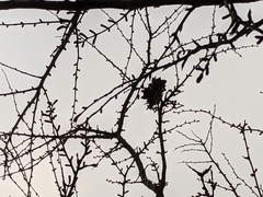 Pseudolarix amabilis