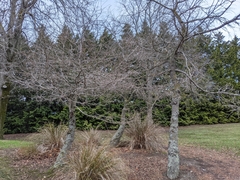 Pseudolarix amabilis