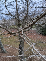 Pseudolarix amabilis