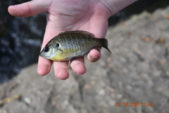 Lepomis macrochirus