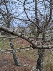 Pseudolarix amabilis