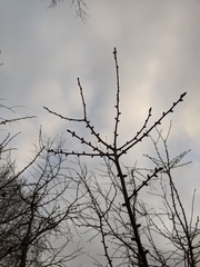 Pseudolarix amabilis