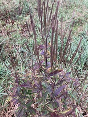 Veronicastrum virginicum