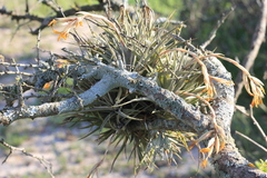 Tillandsia ixioides