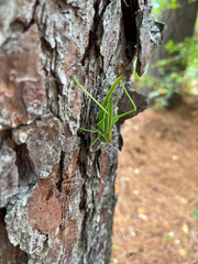 Hubbellia marginifera