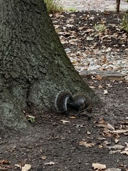 Sciurus carolinensis