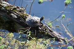 Trachemys scripta