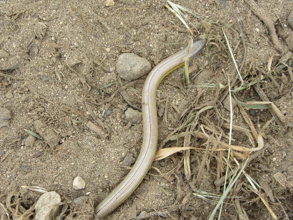 Bakersfield Legless Lizard